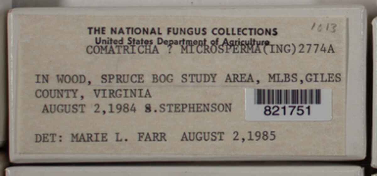 Comatricha microsperma image